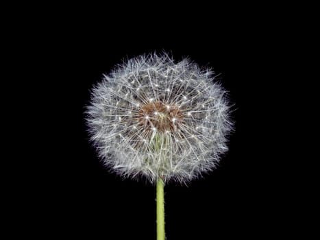 a dandelion