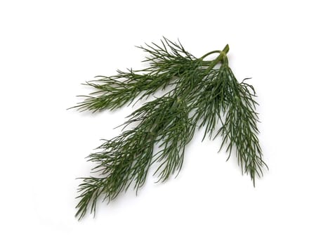 some dill (Anethum graveolens)