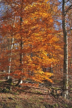 view of colorful tree in woods in the park in surroundings of the city of stuttgart,