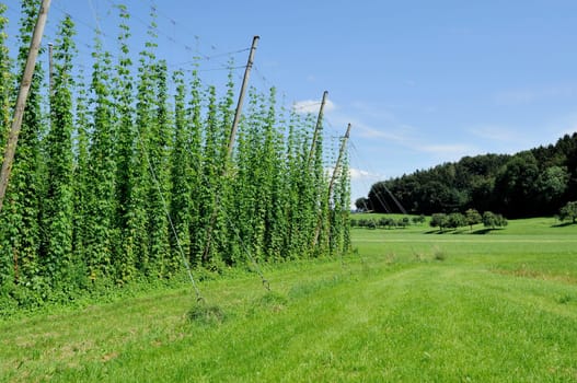 foreshortening of hops plantation in hilly baden countryside, shot in bright summer light