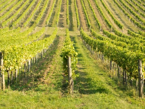 Vineyard,agriculture with the cultivation of vines on a mountain