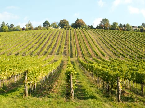 Vineyard,agriculture with the cultivation of vines on a mountain
