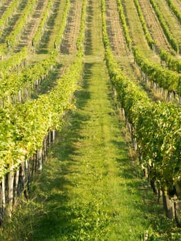 Vineyard,agriculture with the cultivation of vines on a mountain