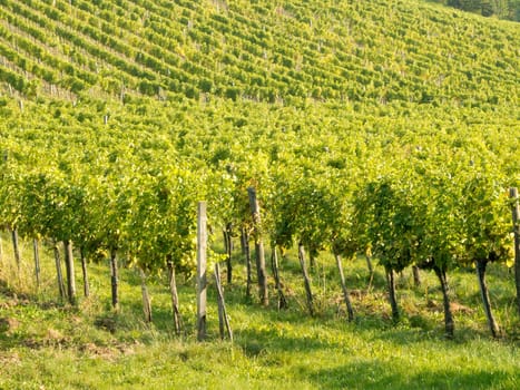 Vineyard,agriculture with the cultivation of vines on a mountain