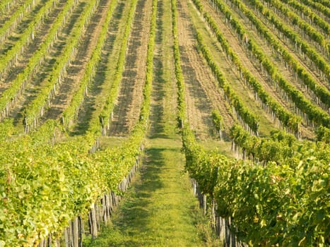 Vineyard,agriculture with the cultivation of vines on a mountain