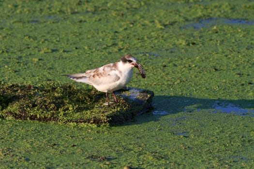 common terns (sterna hirundo hirundo) standing on a lake