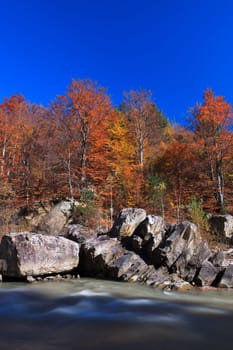 a mountain stream and a beautiful autumn forest
