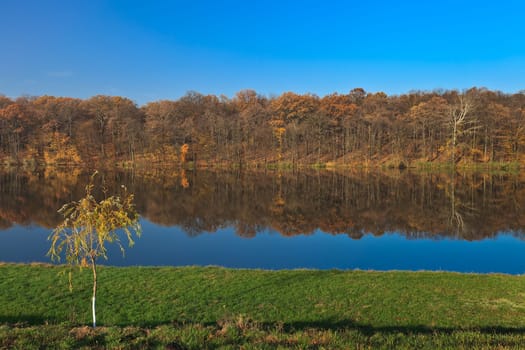 a beautiful forest on a lake in autumn