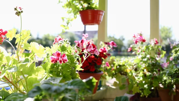 Flowers in pots on the balcony window sill window spring background in sunny summer rays in autumn