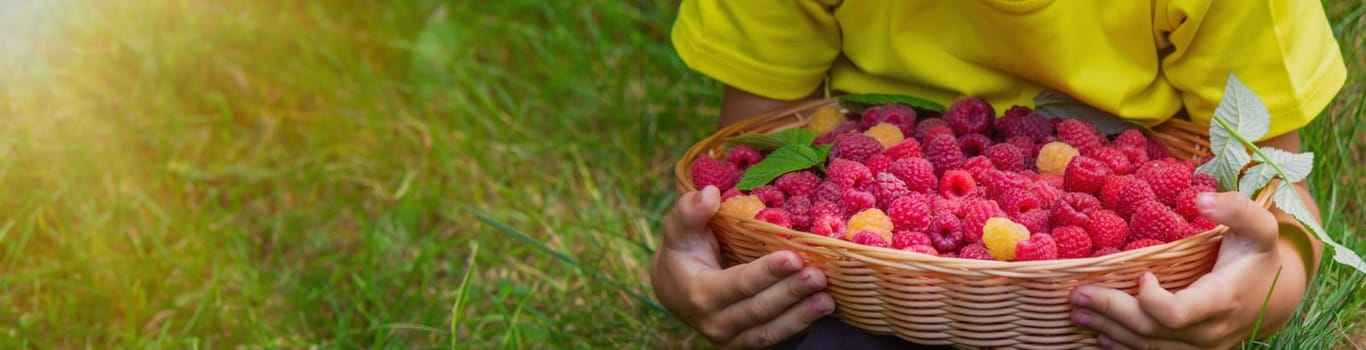 the boy holds a basket with ripe raspberry berries. Selective focus