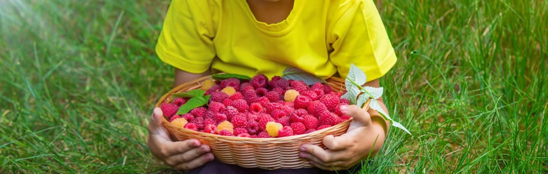 the boy holds a basket with ripe raspberry berries. Selective focus