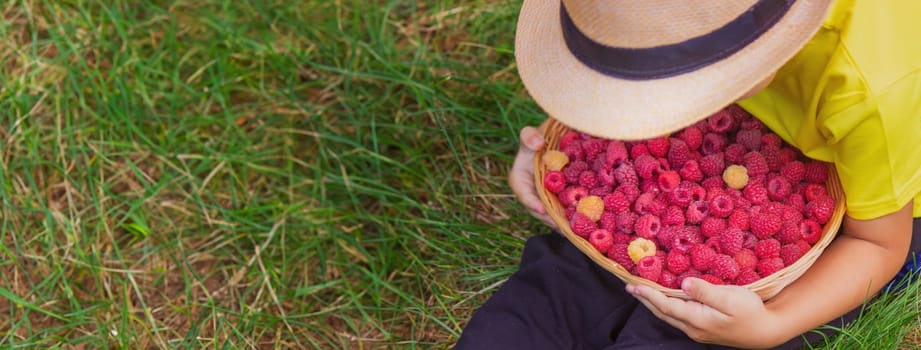 the boy holds a basket with ripe raspberry berries. Selective focus
