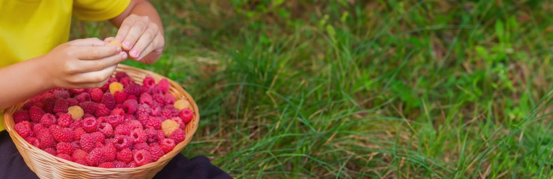 the boy holds a basket with ripe raspberry berries. Selective focus
