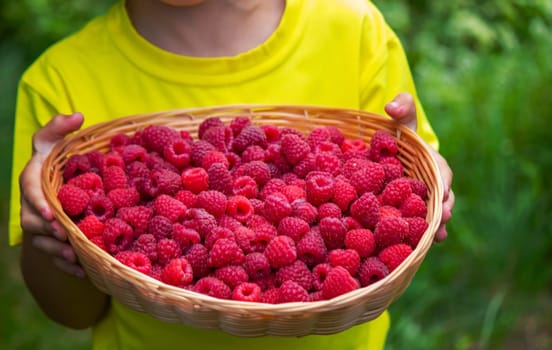 the boy holds a basket with ripe raspberry berries. Selective focus