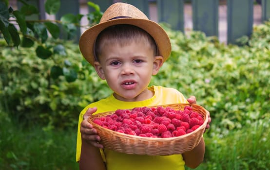 the boy holds a basket with ripe raspberry berries. Selective focus