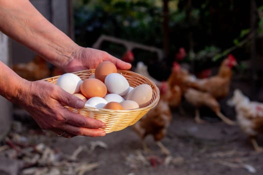 a woman holds collected chicken eggs in her hands. Selective focus