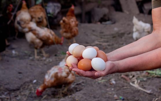 a woman holds collected chicken eggs in her hands. Selective focus