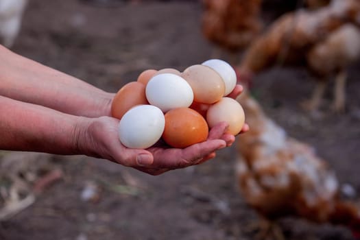 a woman holds collected chicken eggs in her hands. Selective focus