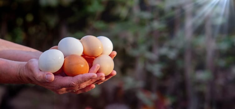 a woman holds collected chicken eggs in her hands. Selective focus