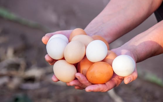 a woman holds collected chicken eggs in her hands. Selective focus