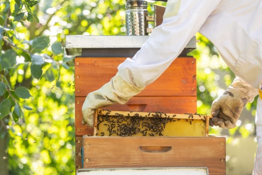 Beekeeper holding honey comb or frame with full of bees on his huge an apiary, beekeeping concept