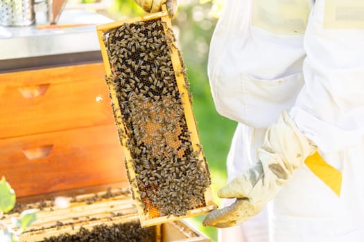 Beekeeper holding honey comb or frame with full of bees on his huge an apiary, beekeeping concept