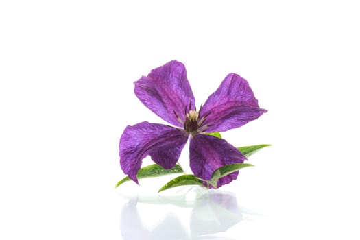 Purple beautiful single Clematis flower, isolated on a white background.