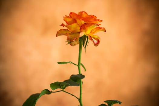 Flowers of beautiful blooming yellow rose on abstract brown background