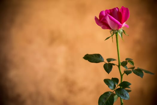 Flowers of beautiful blooming red rose on abstract brown background