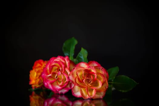 Flowers of beautiful blooming red rose isolated on black background.