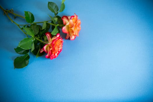 red beautiful blooming rose isolated on blue background