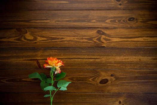 one red beautiful blooming rose on a dark wooden table