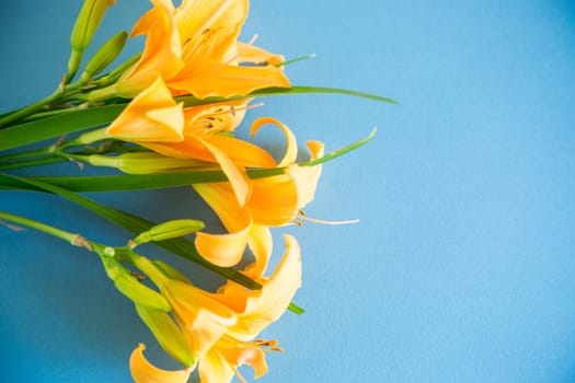 bouquet of beautiful yellow lilies isolated on blue background