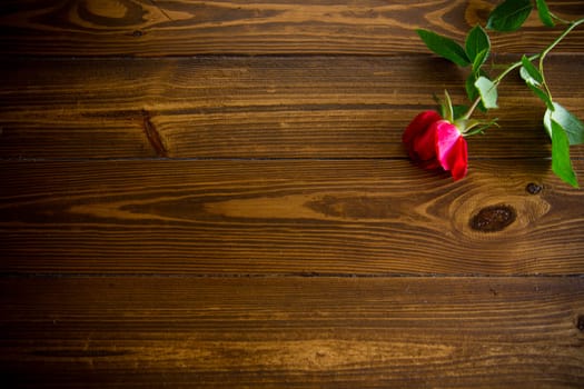 one red beautiful blooming rose on a dark wooden table