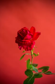 Flowers of beautiful blooming red rose isolated on red background.