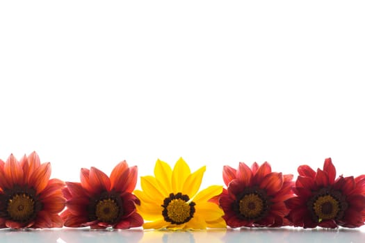 Beautiful red and yellow Gazania flowers isolated on white background.