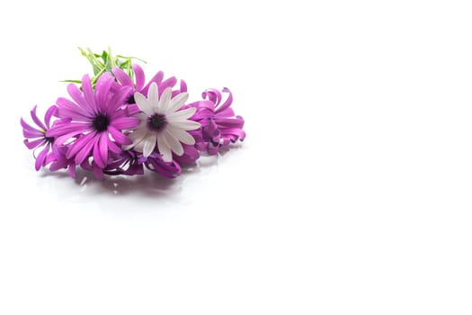 Beautiful white and purple Osteospermum flowers, isolated on white background