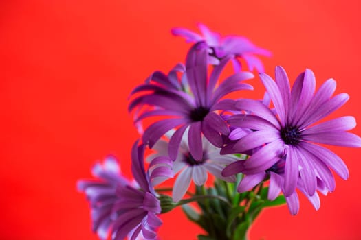Beautiful white and purple Osteospermum flowers, isolated on red background