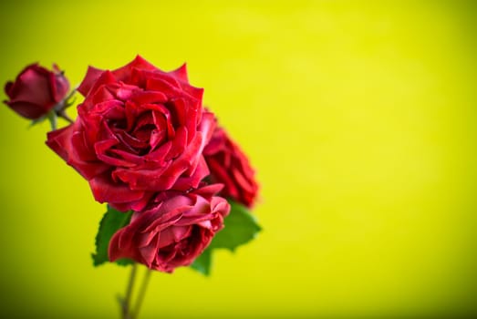 Flowers of beautiful blooming red rose isolated on green background.