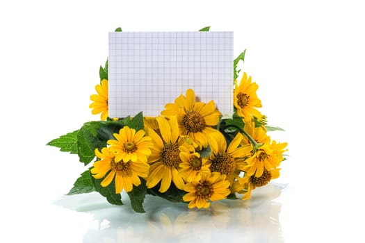 Bouquet of yellow summer beautiful daisies isolated on a white background.