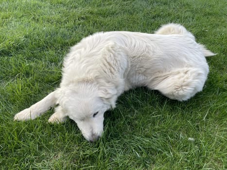 Maremma Sheepdog lies on a green lawn, a pet.
