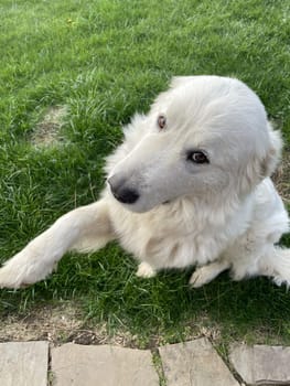 Maremma Sheepdog sits on a green lawn, pet.