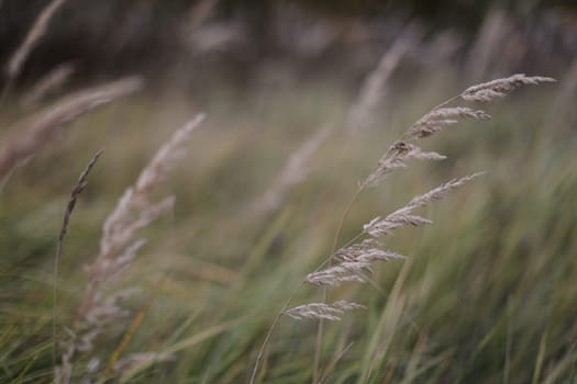 grass field on blurred bokeh background close up, ears on meadow soft focus macro, beautiful sunlight autumn lawn, fall season nature landscape, natural green grass texture, copy space.