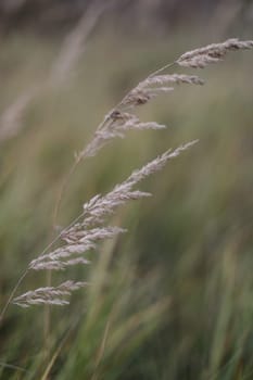 grass field on blurred bokeh background close up, ears on meadow soft focus macro, beautiful sunlight autumn lawn, fall season nature landscape, natural green grass texture, copy space.