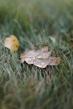 Dew drops on a fallen leaf. Concept of arrival of autumn, seasonal change of weather conditions. Autumn leave on green grass in park. Colorful autumn. Banner. macro closeup.