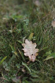 Dew drops on a fallen leaf. Concept of arrival of autumn, seasonal change of weather conditions. Autumn leave on green grass in park. Colorful autumn. Banner. macro closeup.