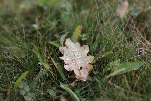 Dew drops on a fallen leaf. Concept of arrival of autumn, seasonal change of weather conditions. Autumn leave on green grass in park. Colorful autumn. Banner. macro closeup.