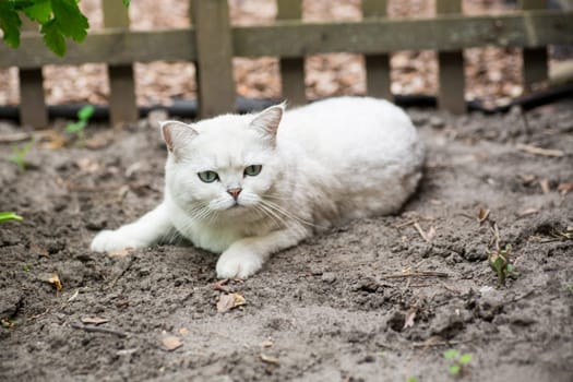 An adult cat of breed Scottish chinchilla of light gray color walks outdoors