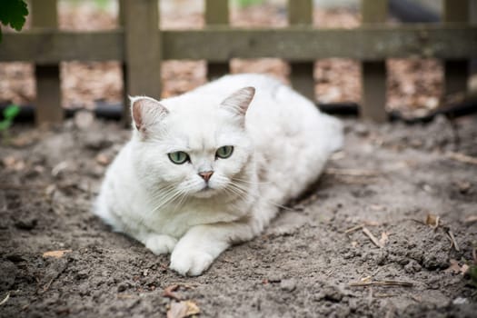 An adult cat of breed Scottish chinchilla of light gray color walks outdoors