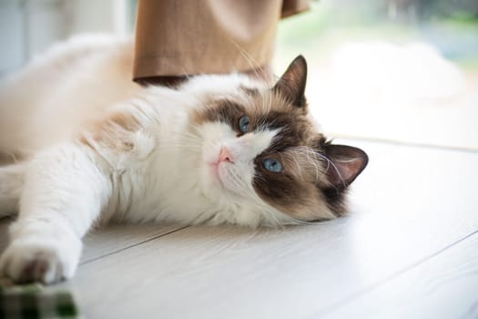 Beautiful young white purebred Ragdoll cat with blue eyes, at home.